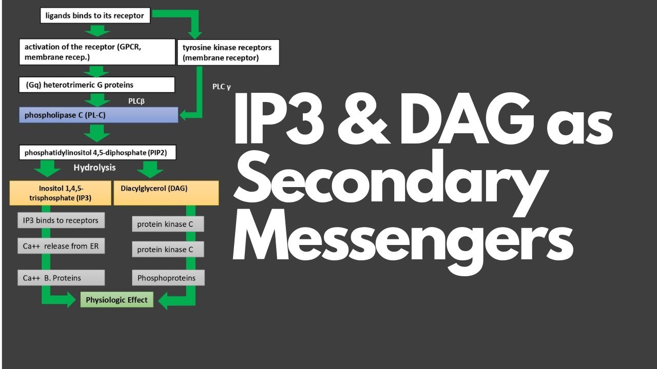 INOSITOL TRISPHOSPHATE (IP3) & DIACYLGLYCEROL (DAG) AS SECOND MESSENGERS