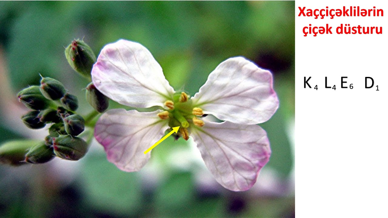 Biologiya 7-ci sinif 15. İkiləpəlilər sinfi. Xaççiçəklilər və gülçiçəklilər fəsiləsi.