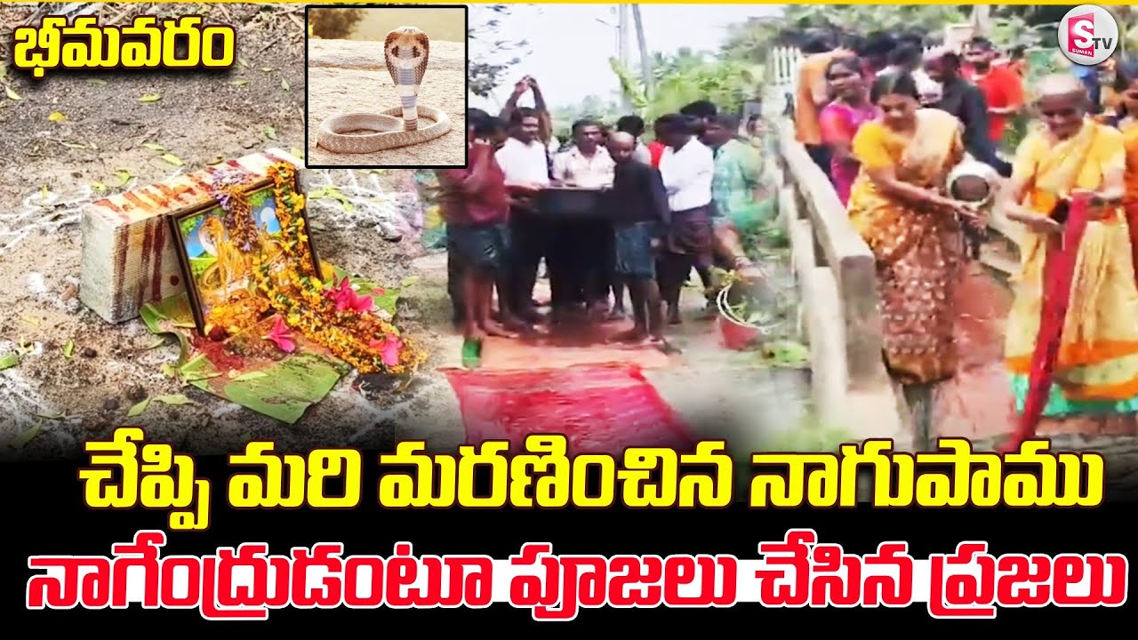 చేప్పి మరి మరణిం*చిన నాగుపాము | Bhimavaram Updates | Snake Incident in Village |@SumanTV Bhimavaram