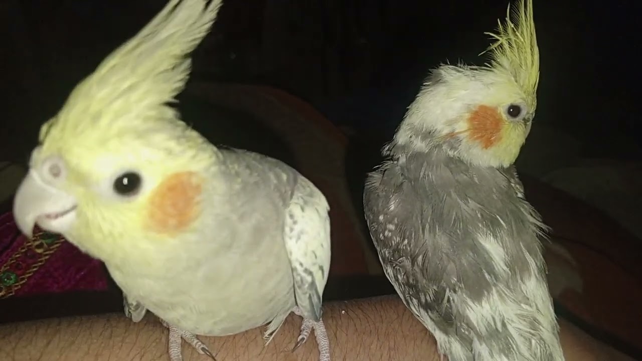 Parrot trust me Soo much They sit on may hend 🩷