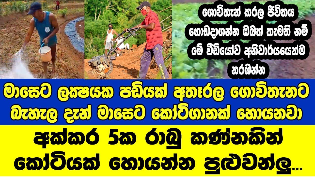 ලක්ශෙක පඩියට පයින් ගහලා ගොවිතැනින් ජිවිතය ජයගත් දිරිය මිනිසා