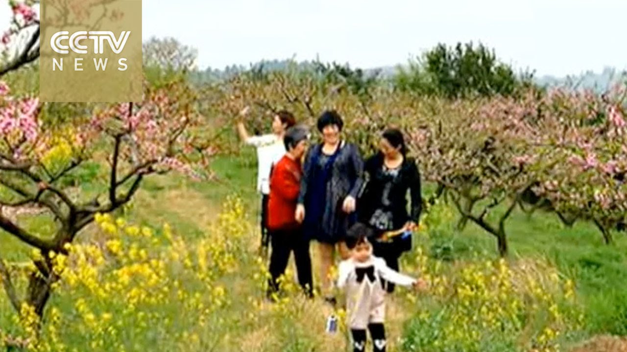 Number of tomb sweeping to reach peak level in Qingming festival