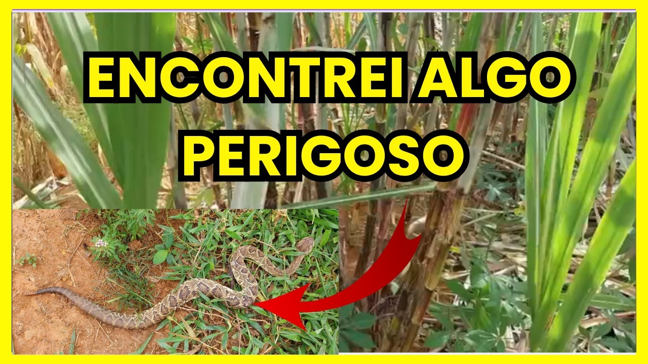 Encontrei algo perigoso no sítio e você não vai acreditar!#VidaNaRoça