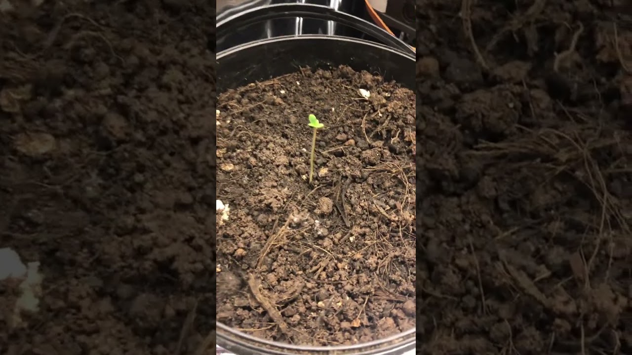 Desda colheita at&eacute; a degusta&ccedil;&atilde;o 🥦🔥 growbiarra se inscreve q vai ter muita informa&ccedil;&atilde;o boa🫵🏻🙏🏻🍯