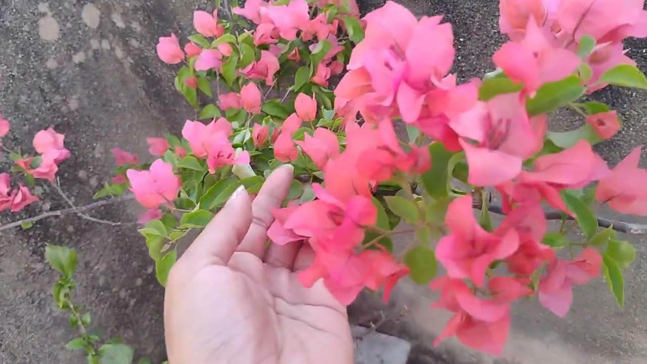 @* 🌿💐Hardy and beautiful bougainvillea💐 plant ☘️ 🌿 on full bloom 💐 ## .