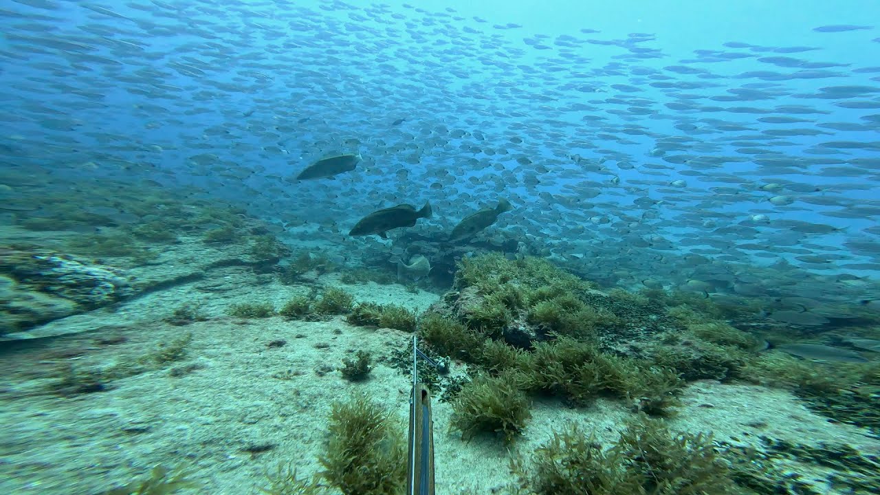 Grouper Season Opener | 2025 #1