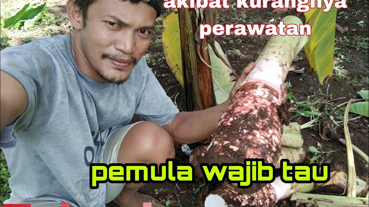contoh talas bogor kurang penanganan hama
