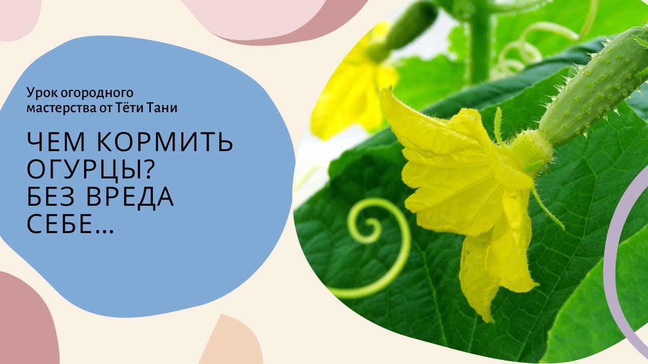 Огурцы. Чем кормить чтоб не навредить...не им не себе...