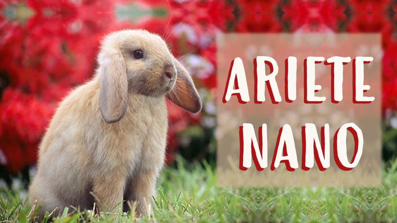 Coniglio ARIETE NANO - Tutte Le Informazioni