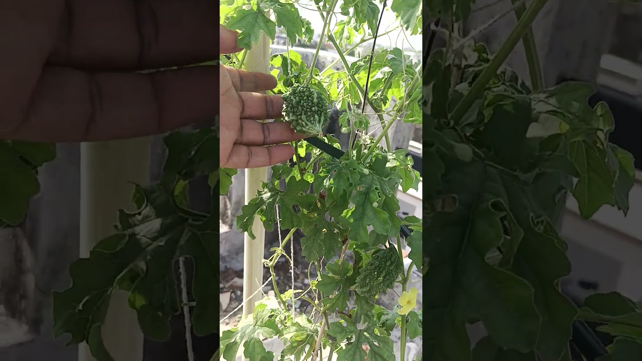 #flowers #prakritikkheti #organicgardening #mohammadrafi #terracegarden 🎉🎉🎉🥳🥳🥰🥰