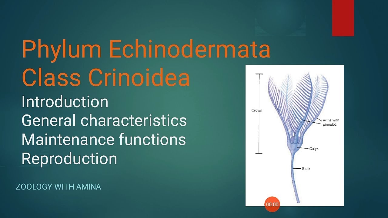 Phylum Echinodermata Class Crinoidea | Sea Lily | Morphology of sea Lily | Zoology with Amina