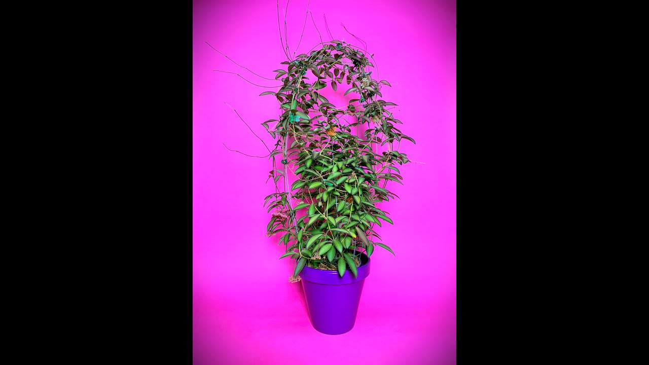 Wire Fence Trellising For Hoya