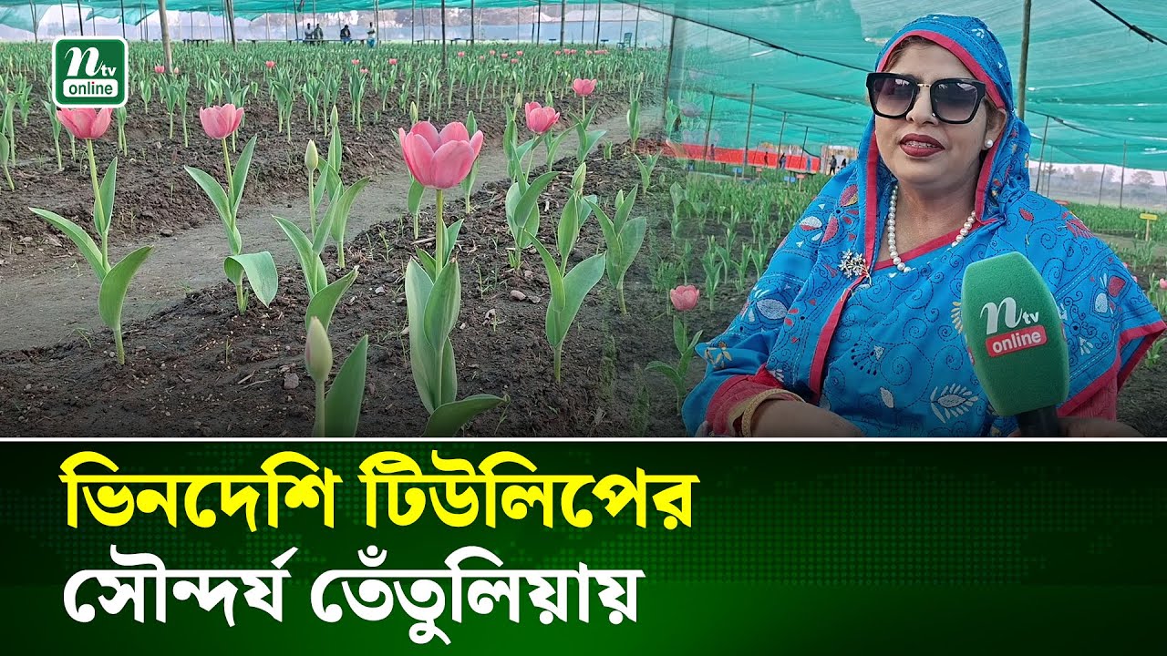 পঞ্চগড়ের তেঁতুলিয়ায় ফুটেছে ভিনদেশি টিউলিপ | Tourism | NTV News