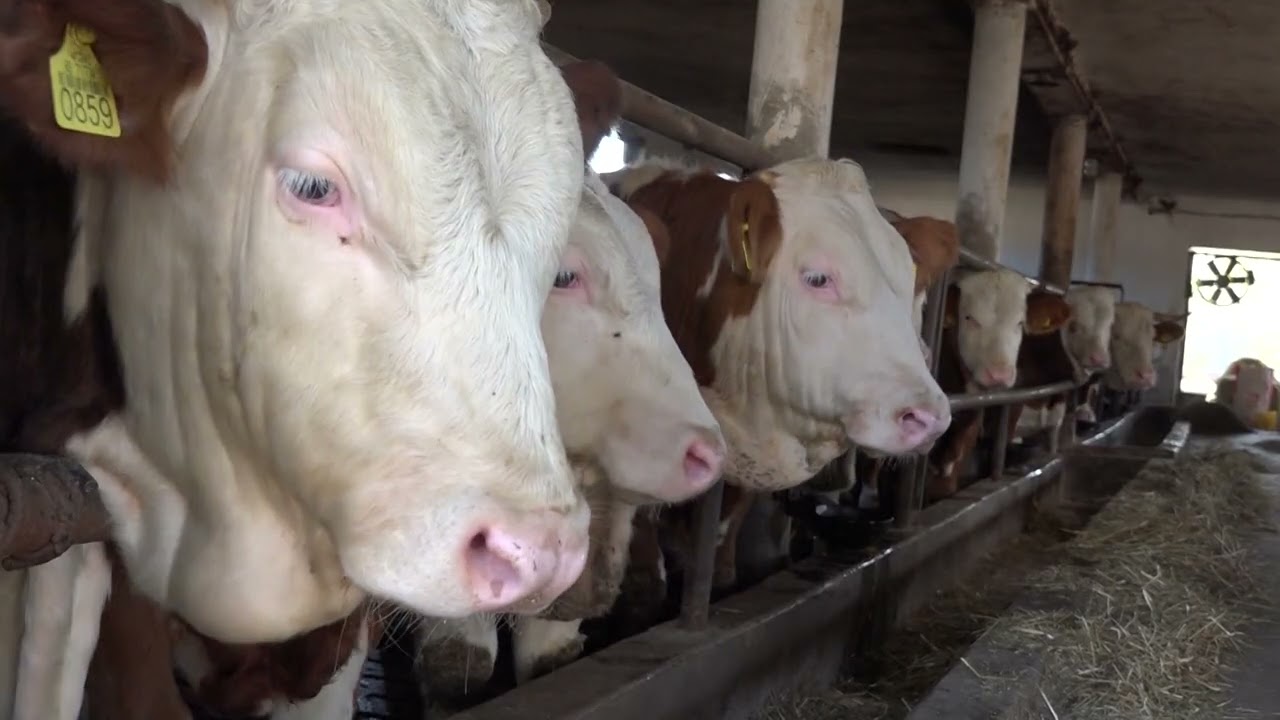STOČARSTVO  Kako su velike i male farme postale rivali