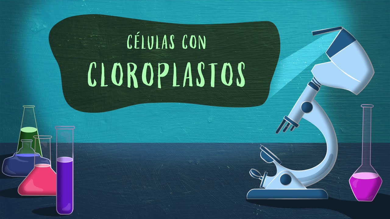 Corte Vegetal 2 - Células con Cloropastos