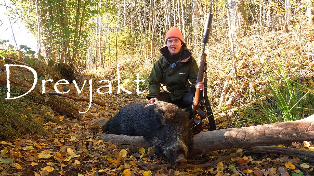 Jakt - Första Drevjakten på Marken 25/26 🐕 - Vildsvin i varje buske