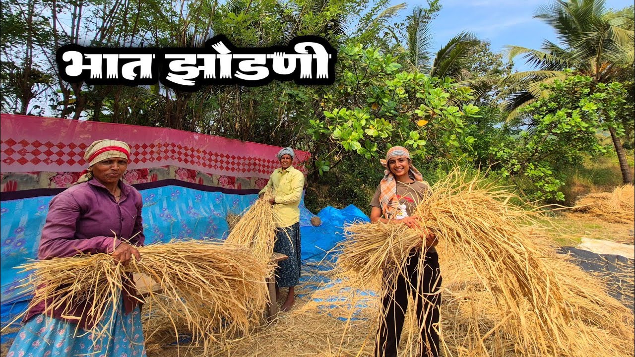 |कोंकणातील भात मारणी 🌾🥰 | #youtube #viral