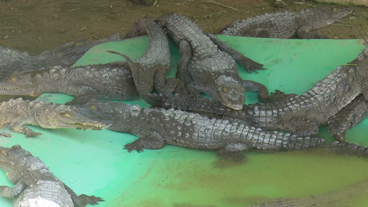 Preservación de especies de Cocodrilos en Ciego de Ávila | Revista Buenos Días