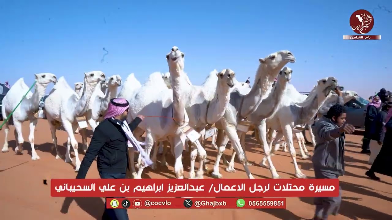مسيرة محتلات لرجل الاعمال/ عبدالعزيز ابراهيم بن علي السحيباني مهرجان الملك عبدالعزيز للإبل النسخه 10