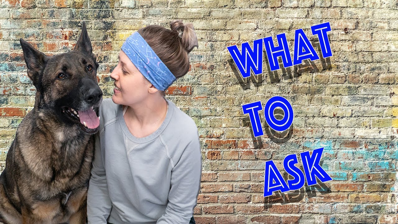 10 Questions to Ask Before Rescuing a Shelter Dog