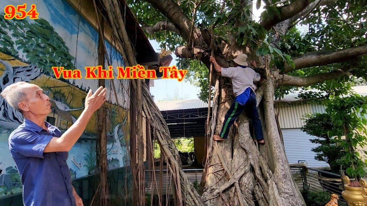 Tổng hợp Vua Khỉ Miền Tây cưa mé nhánh cây Da , hơn 100 năm tuổi ở Miễu Bà Sừ . Cutting giant banyan