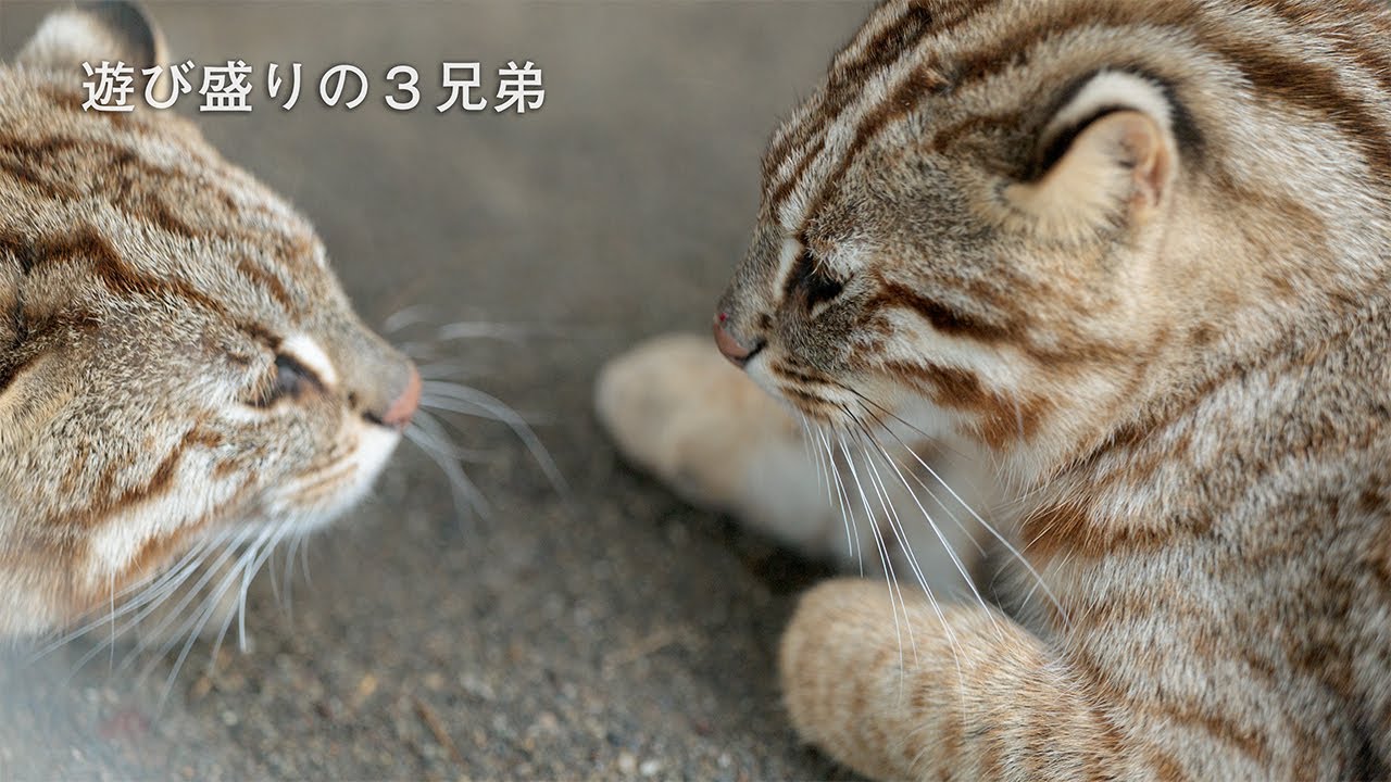 アムールネコの３兄弟