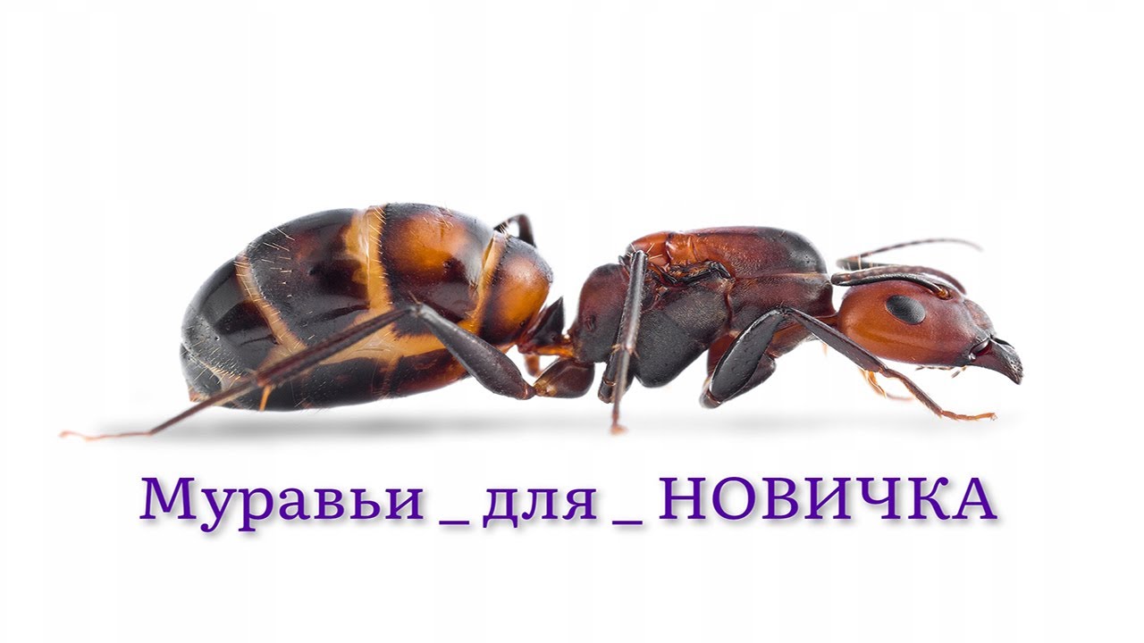 Есть ли муравьи для новичка лучше чем ЖНЕЦЫ? ДА!  Только в РОССИИ ЖНЕЦОВ предлагают новичкам ПОЧЕМУ?