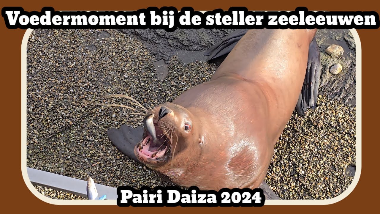 Voedermoment bij de steller zeeleeuwen [Pairi Daiza 2024]