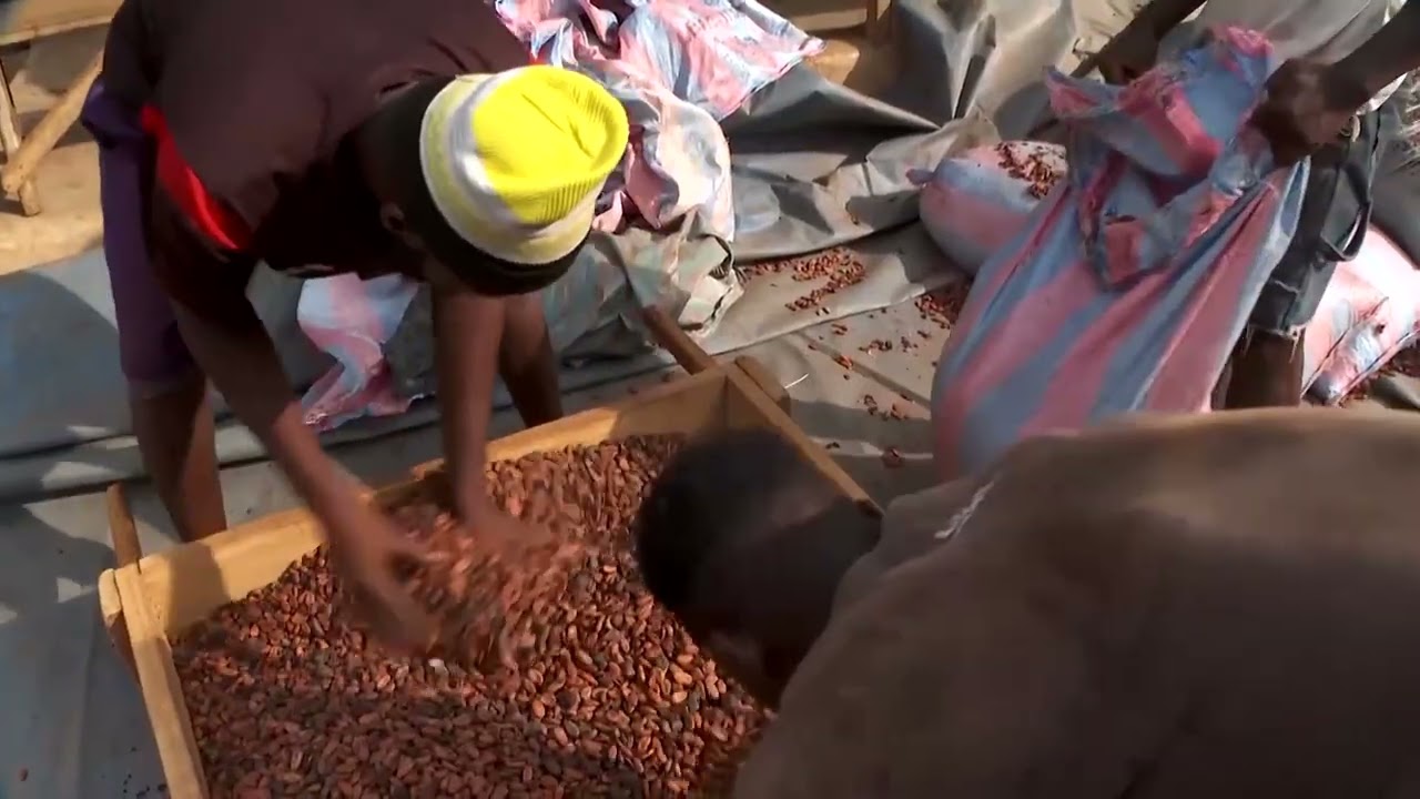 Cocoa stocks pile up in Ivory Coast as prices slump