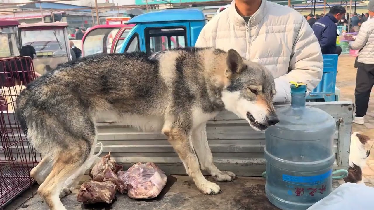 狗市遇捷克狼犬嗞牙攻击，吓得连连后退，没敢一巴掌呼过去