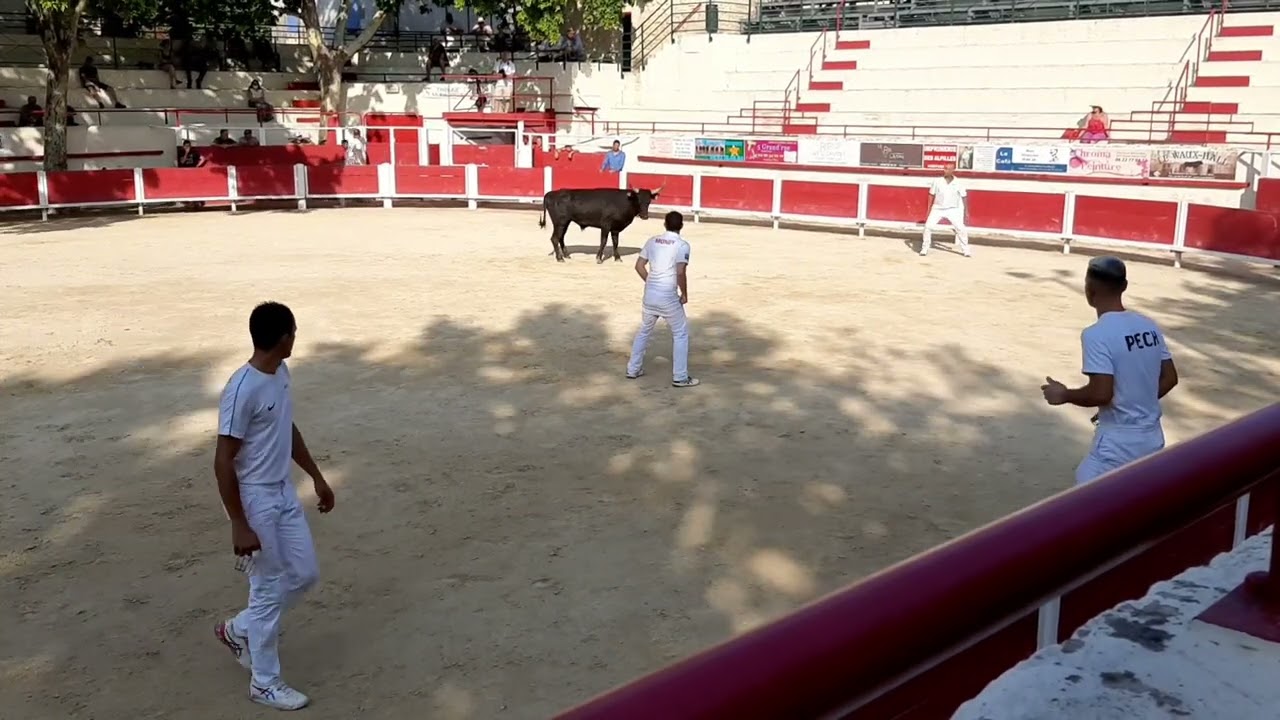 Course camarguaise@leliendutemps #coursecamarguaise#vachettes