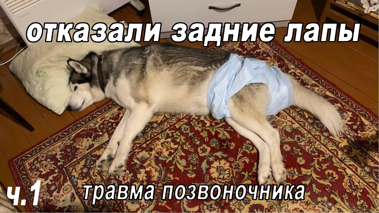 😢 Травма позвоночника. У хаски Брюлика отказали задние лапы. (Часть 1)