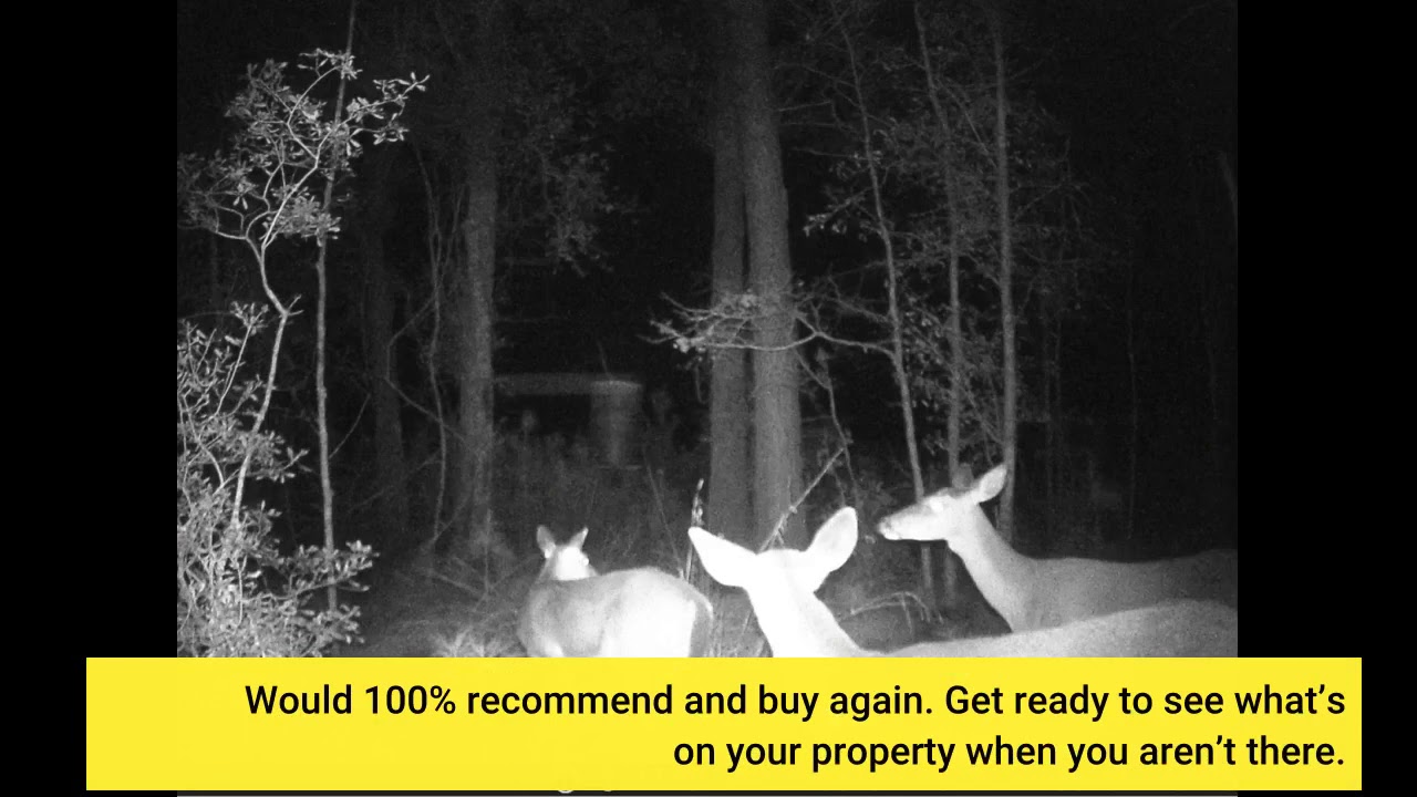 User Review: Campark Trail Camera 16MP 1080P 2.0