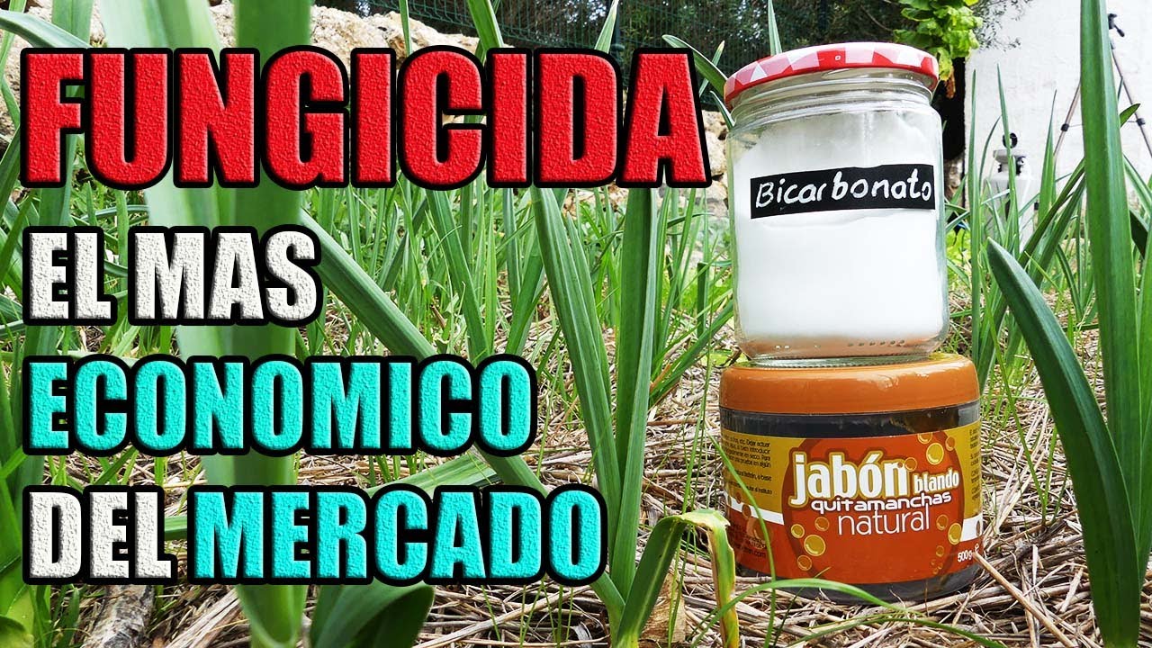 Como Hacer FUNGICIDA Casero con BICARBONATO para HONGOS MILDIU OIDIO ROYA BROTYTIS