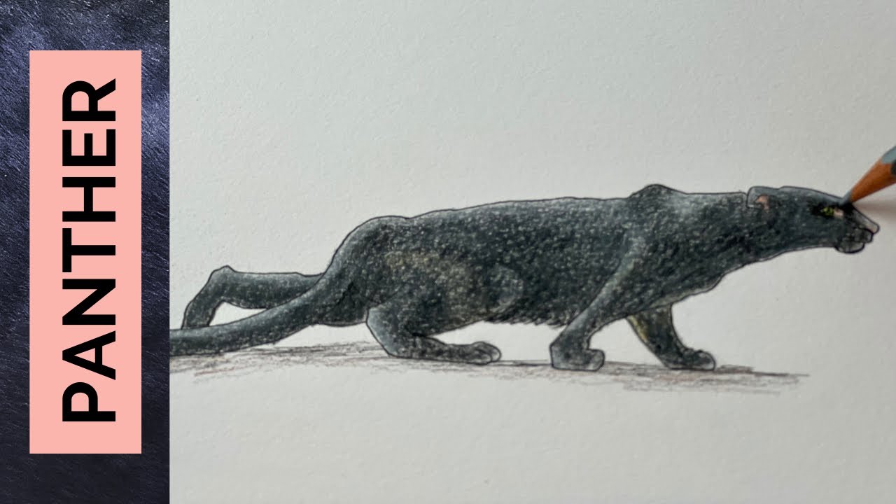 Are there really BLACK PANTHERS? How would you draw one?