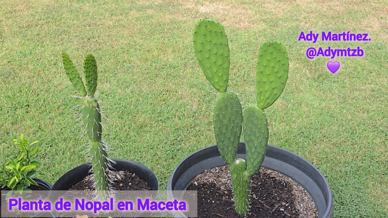 Planta de Nopal en Maceta proceso y resultado 