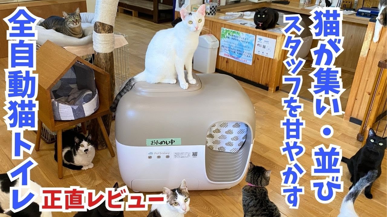 【レビュー】全自動猫用トイレが順番待ちな件...【Petsnowy】