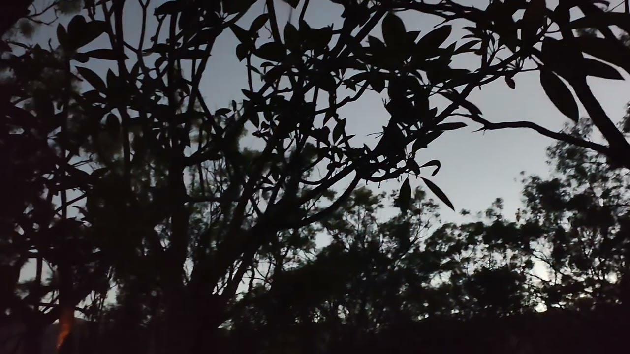 Good morning from the ancient forest 