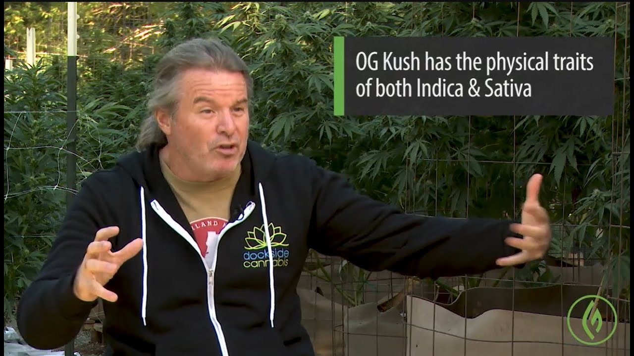 Kevin Jodrey: Cannabis Hybrids - Origins, Genetics & Morphology / Ganjier