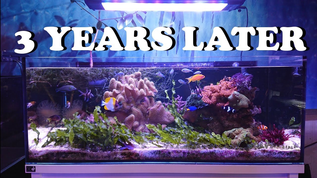 The Best Planted Aquascape I have Ever Done | Marine Macroalgae Lagoon Planted Reef 3 Year Update