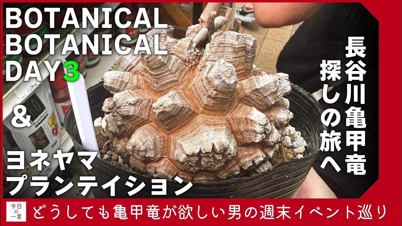 長谷川亀甲竜を探し求めてBOTANICAL BOTANICALとヨネヤマプランテイションをハシゴしてきたので見てほしい【アガベ・塊根・多肉】