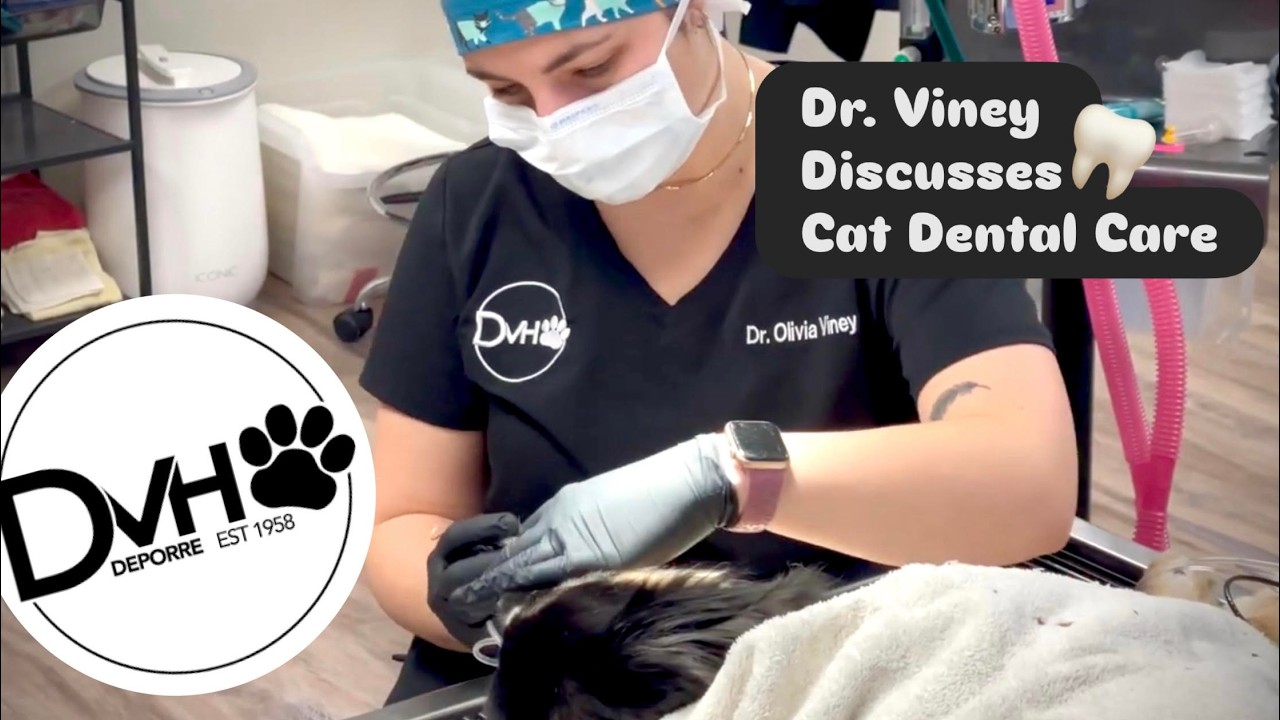 Everything You Need To Know About Cat Dental Care