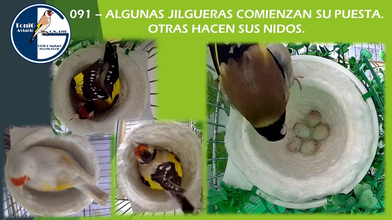 091 ALGUNAS JILGUERAS COMIENZAN SU PUESTA  OTRAS HACEN SUS NIDOS