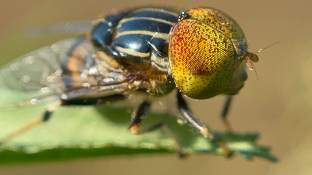 Not many people know | It turns out that this way you can see flies more closely