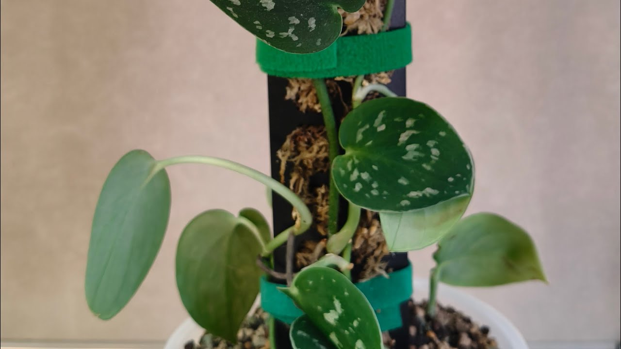 Scindapsus pictus en poste de musgo 