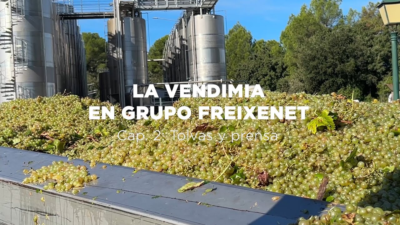 La vendimia en Grupo Freixenet: Tolvas y prensa
