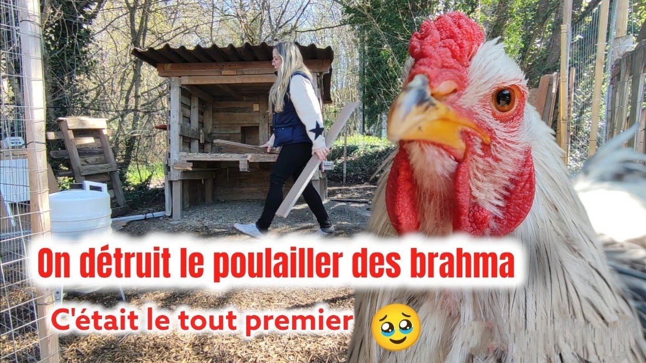 Une page qui se tourne ON Détruit le poulailler des brahma