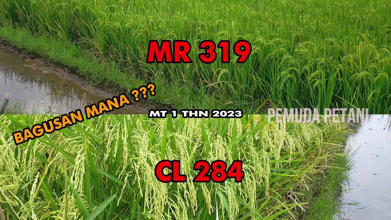PADI MR 319 VS PADI CL284  || MT I THN 2023