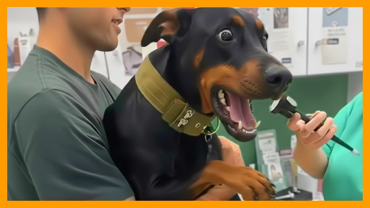 Even the Bravest Dogs need a little Comfort sometimes at Vet 🐶 Funniest Dog Reactions