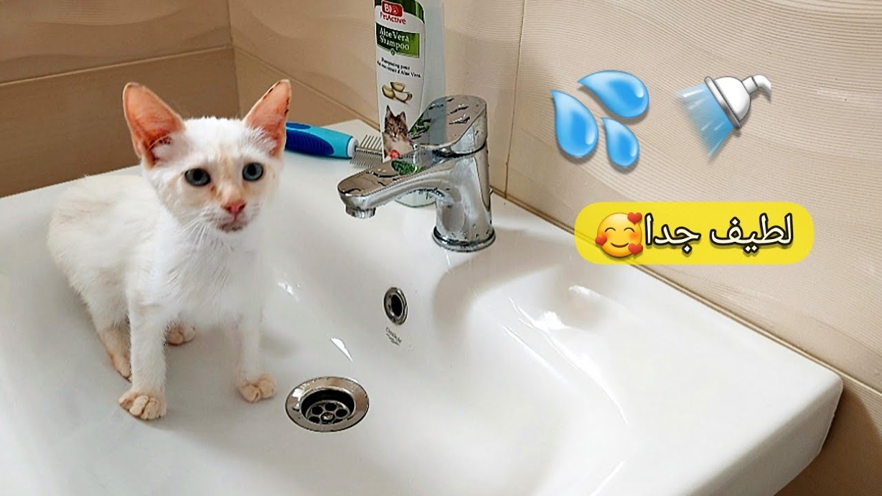 ألطف قط عند الاستحمام ظريف جدا 🐈😍، تعلم طريقة استحمام القطط